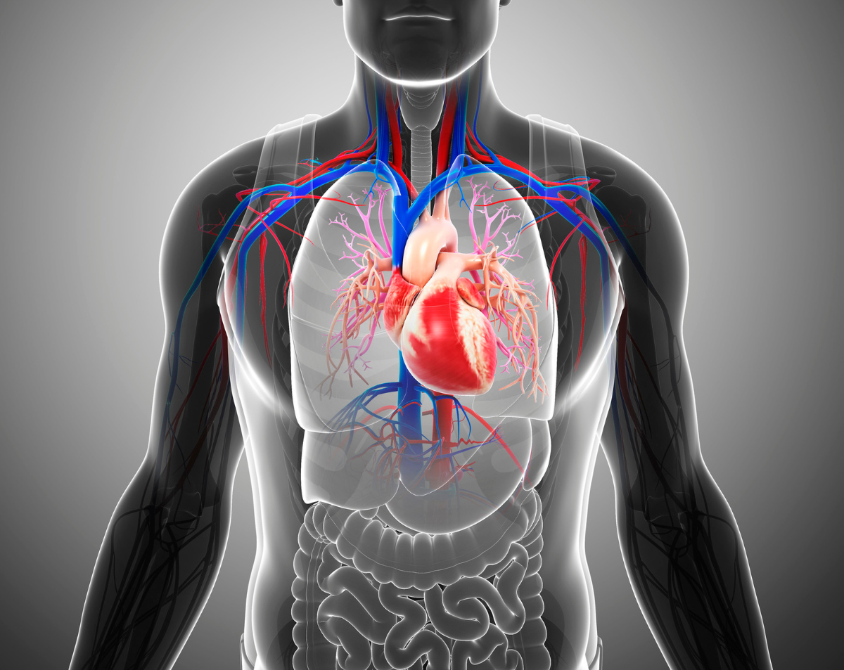 The Role of a Cardiologist in Heart Disease Prevention