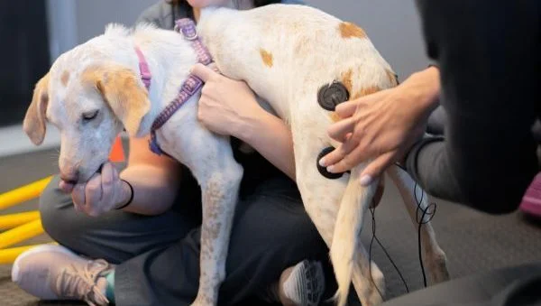 Harnessing the Healing Power of Animals in Therapy Sessions
